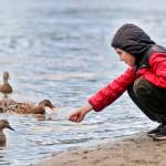 If you give a duck a cookie…..A child offers a duck a treat Feb. 20 at Silver Lake in Everett. (Kevin Clark / The Herald)
