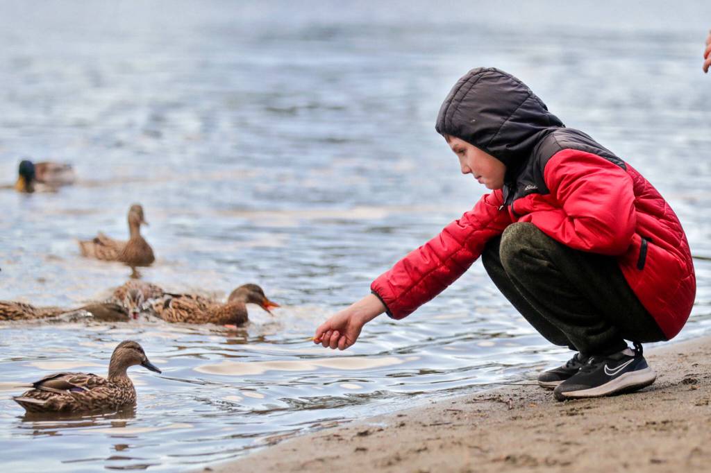 If you give a duck a cookie…..A child offers a duck a treat Feb. 20 at Silver Lake in Everett. (Kevin Clark / The Herald)