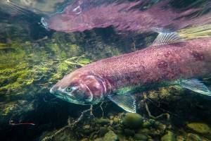 Chinook salmon runs at a low ebb. (Sonny Parker/Yukon News)