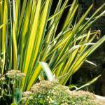 Yucca flaccida Golden Sword, commonly called Golden Sword variegated yucca. (Richie Steffen)