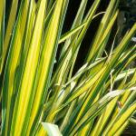 Yucca flaccida ‘Golden Sword’, commonly called Golden Sword variegated yucca, (Richie Steffen)