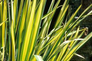 Yucca flaccida ‘Golden Sword’, commonly called Golden Sword variegated yucca, (Richie Steffen)