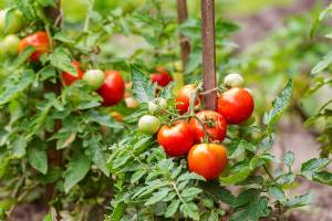 Ripe tomatoes growing on the branches - cultivated in the garden