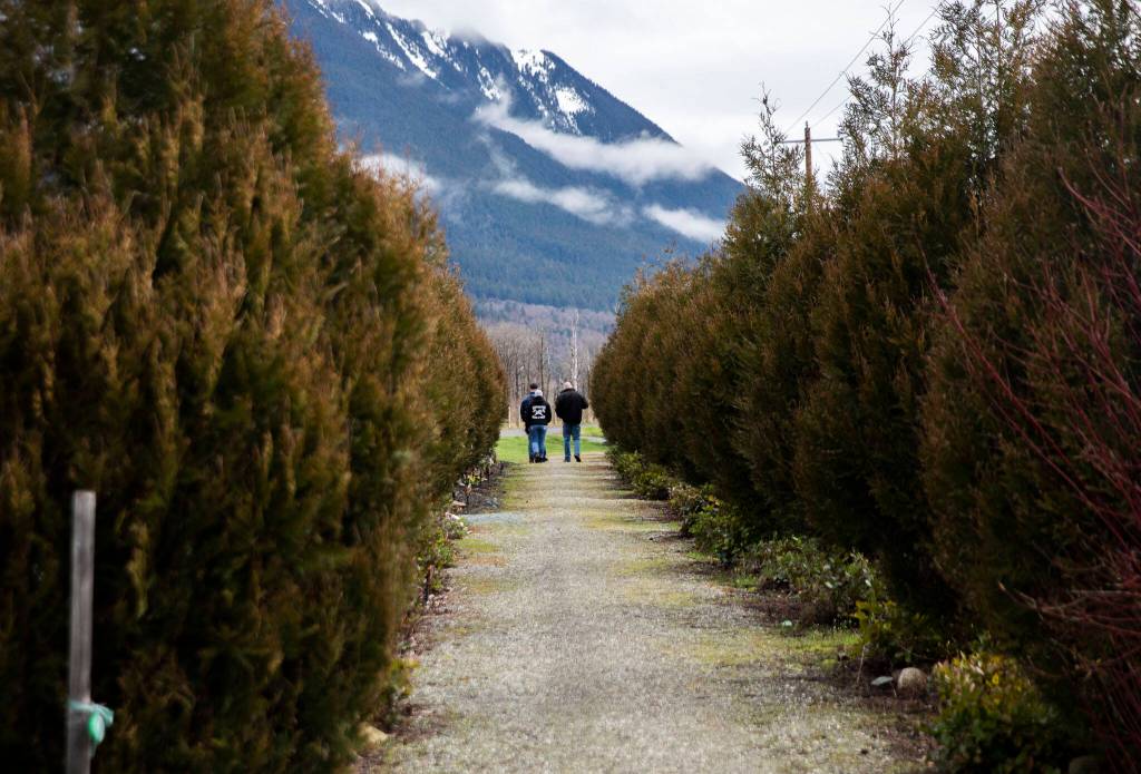 People walk down through a row of trees planted in rememberance of those lost in the Oso mudslide, Tuesday in Oso. (Olivia Vanni / The Herald)