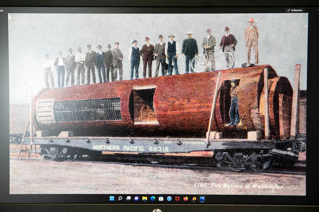 One of the oddest images archived by the Mukilteo Historical Society, shown here on a screen, is of a postcard that depicts a giant hollow log on a train car containing a captive bear. (Ryan Berry / The Herald)