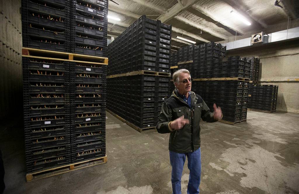 This April 2019 photo shows Leo Roozen of the Washington Bulb Company in a cooler of growing bulbs explaining the year-round process of growing tulips and daffodils. (Andy Bronson / Herald file)