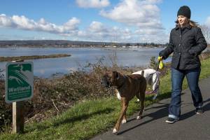 Enjoying the sun after many cloudy days, Ashley Ferris walks her two boxers along the east side of the Ebey Waterfront Trail overlooking the restored Qwuloolt Estuary on Monday, Feb. 26, 2018 in Marysville, Wa. (Andy Bronson / The Herald)