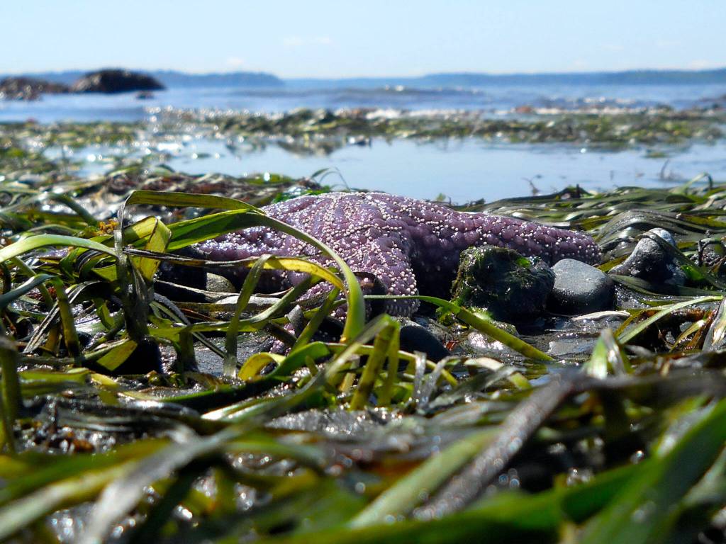Eelgrass. (Lisa Ferrier)