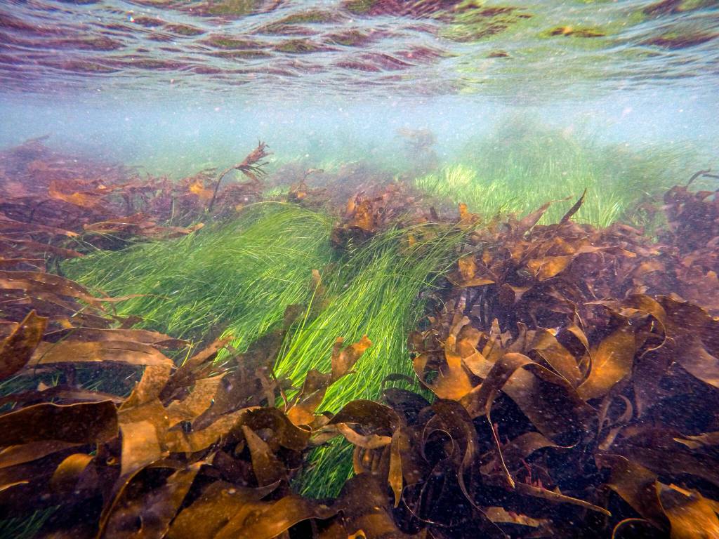 Surfgrass. (Bart Christiaen)