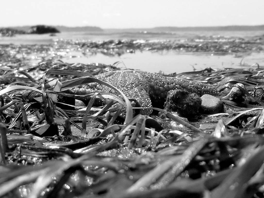 Eelgrass (Lisa Ferrier)