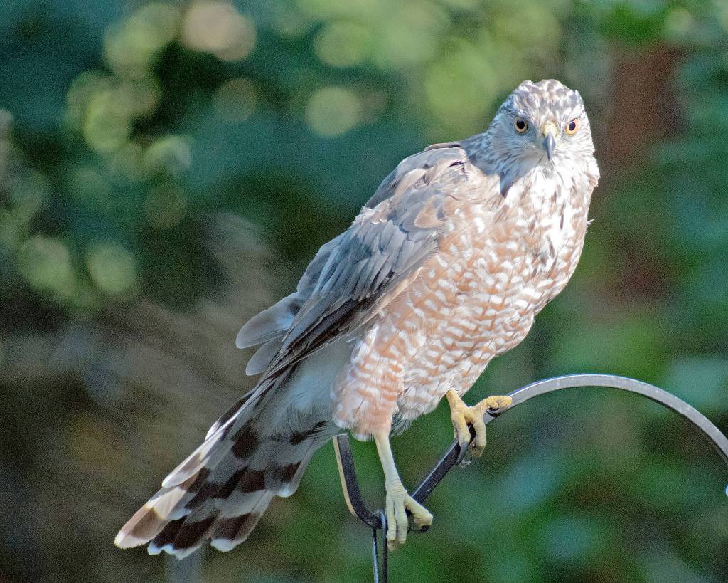 Photos by William McClain
Backyard wildlife habitats attract birds of all kinds, from tiny songbirds to predators like the Coopers hawk.