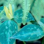 The yellow trillium. (Richie Steffens)