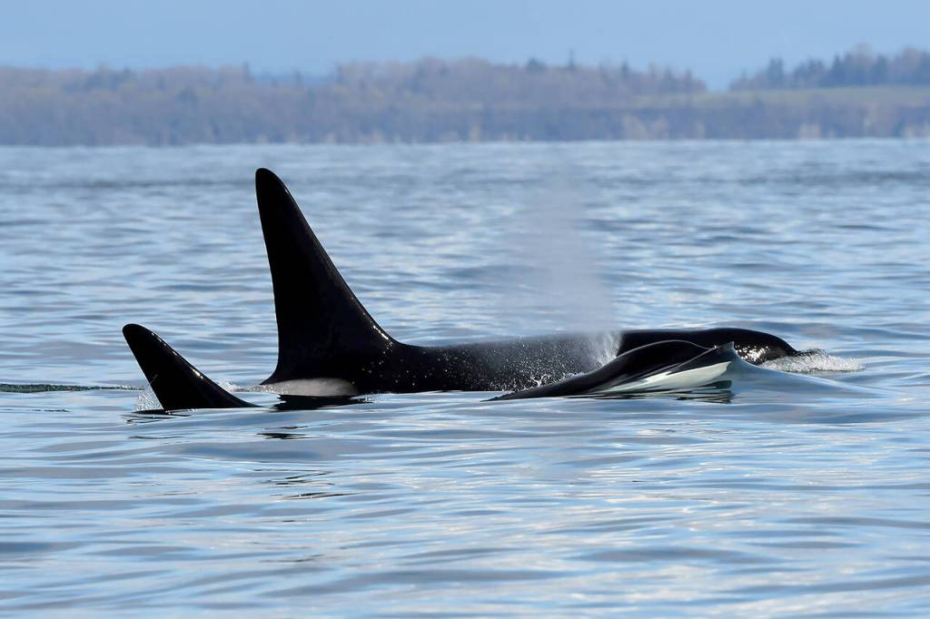 Biggs killer whale brothers T101A Rush and T101B Lagoon. (Ellie Sawyer / Mayas Legacy / PWWA)