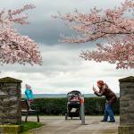 On a midday walk, Lesya Dorofeev of Everett stops beneath pink clouds of cherry blossoms along the 1800 block in Grand Avenue Park in April 2016 to take a few photographs of her daughters, Sofia, then 2, and Emma, then 5 months. (Dan Bates / Herald file photo)