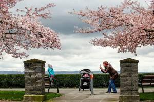 Dan Bates / The Herald
On a midday walk,  Lesya Dorofeev of Everett stops beneath pink clouds of cherry blossoms along the 1800 block in Grand Avenue Park, Tuesday, to take a few photographs of her daughters, Sofia, 2, and Emma, 5 months.