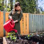 Brennan Dreghorn waters new plants in the new outdoor classroom at Tomorrows Hope Child Development Center on April 22 in Everett. (Olivia Vanni / The Herald)