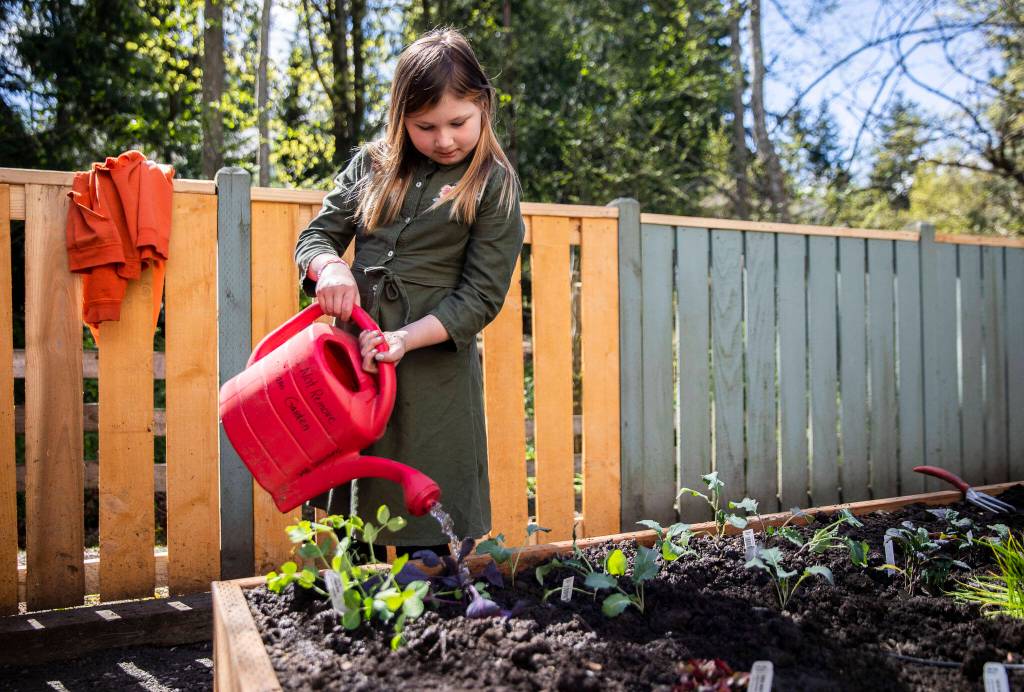 Brennan Dreghorn waters new plants in the new outdoor classroom at Tomorrows Hope Child Development Center on April 22 in Everett. (Olivia Vanni / The Herald)