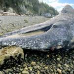 A grey whale carcass found beached on the west side of Camano Island. (NOAA Fisheries West Coast Region)