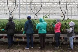 Worker pick buds ready for packing and shipping as they go by on a conveyor at Washington Bulb Company on Thursday, April 11, 2019 in Mount Vernon, Wash. 

RoozenGaarde, the retail division, is the public side of the enterprise, with fields to stroll, gift shops and bouquets of fresh flowers so visitors can bring the magic home. 
Washington Bulb Company is the wholesale operation of growing and shipping about 40 varieties of tulips. With 15 acres of climate-controlled greenhouses, plus warehouses and loading docks, it is as practical as the fields are pretty. (Andy Bronson / The Herald)