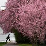 A pedestrian crosses Grand Avenue in downtown Everett past a cluster of blossoming cherry trees March 23. (Olivia Vanni / The Herald)