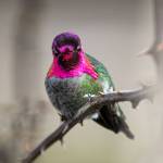 A male Annas hummingbird chirps as it perches in a thorny bush March 30, along the water at the Port of Everett. Annas hummingbirds, which measure around 4 inches long and weigh only a few grams, are the most common of four local species and the only hummingbird to remain year-round in the Pacific Northwest. (Ryan Berry / The Herald)
