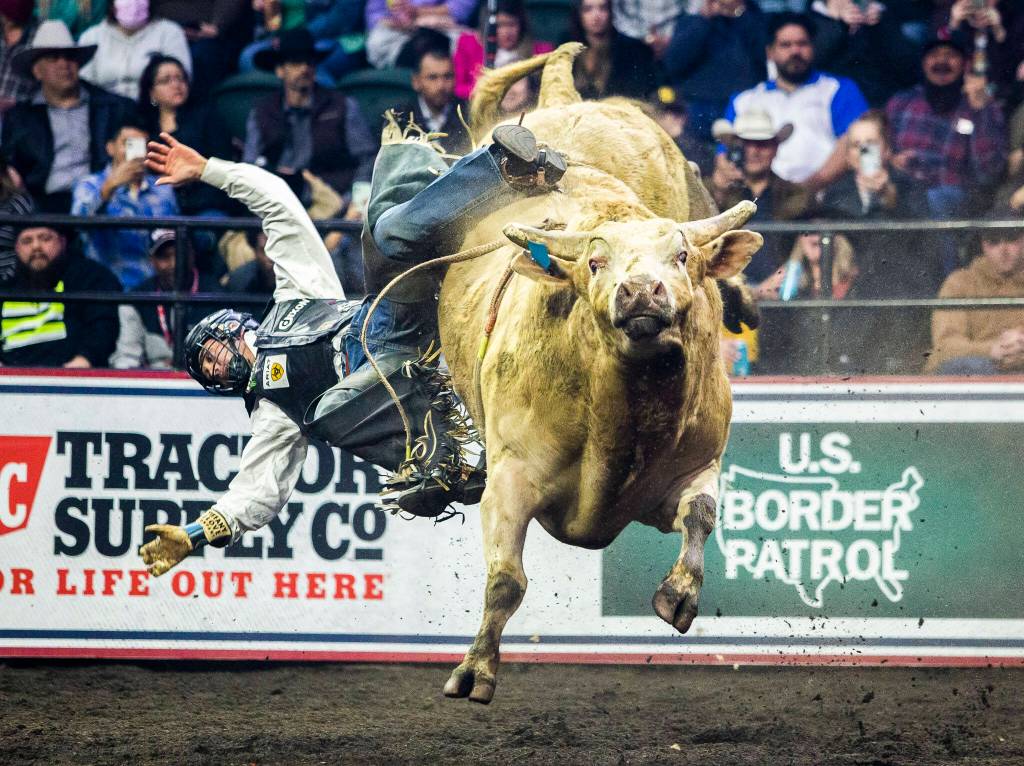Keyshawn Whitehorse is thrown from his bull during the PBR Everett Invitational at Angel of the Winds Arena on Wednesday, April 6, 2022 in Everett, Washington. (Olivia Vanni / The Herald)