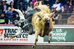 Keyshawn Whitehorse is thrown from his bull during the PBR Everett Invitational at Angel of the Winds Arena on Wednesday, April 6, 2022 in Everett, Washington. (Olivia Vanni / The Herald)
