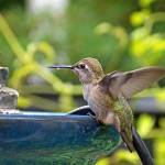 William McClain
This time of year, native Annas hummingbirds thrive on the nectar of the native flowering currant.