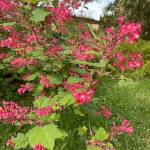 The native flowering currant can tolerate a variety of conditions, and provides vivid spring color. (Herald photo)