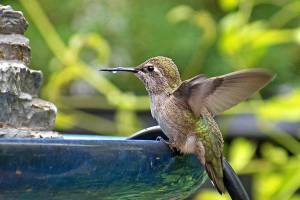Annas hummingbird