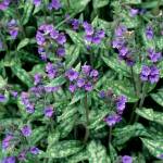 The Pulmonaria longifolia ssp. cevennensis (lomngleaf lungwort). (Richie Steffen)