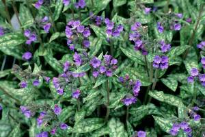 LONGLEAF LUNGWORT