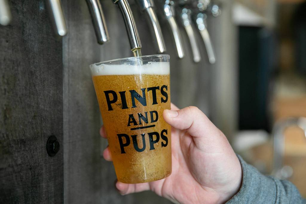 A pint glass is filled at Pints and Pups. (Ryan Berry / The Herald)