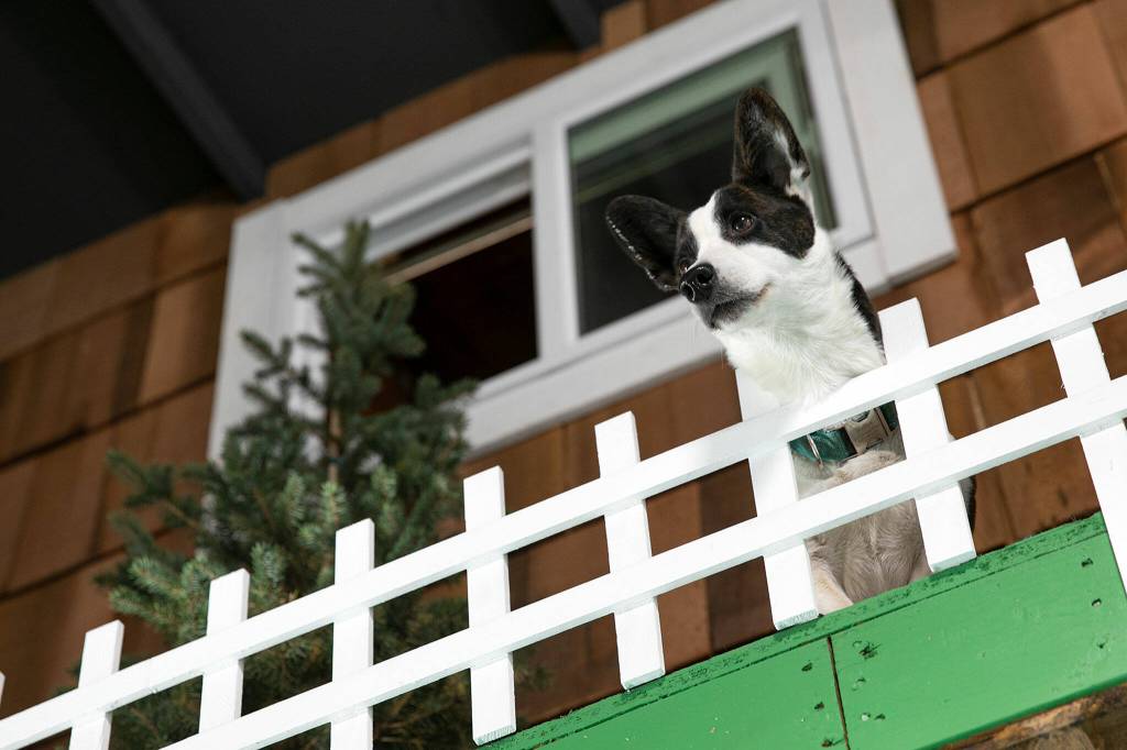 Waffles the dog takes a peek over the catwalk during Pints and Pups grand opening. (Ryan Berry / The Herald)