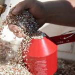 Andrew Albert measures the density of his fertilizer using a specialized scale Friday at his farm in Arlington. Fertilizer prices have skyrocketed in the past year. (Ryan Berry / The Herald)