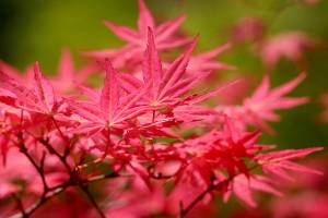 Acer palmatum ‘Shindeshojo’