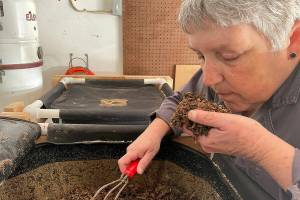 Nancy Neil investigates her worm farm, "Wriggley Field." Because the red wigglers are so adept at breaking down food waste, there is little odor. (Amy Kepferle/Cascadia Daily News)