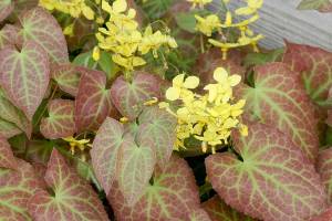 Epimedium × perralchicum ‘Fröhnleiten’ (Richie Steffen)