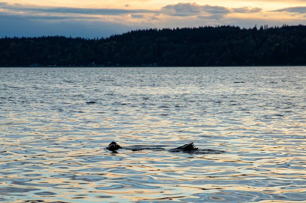 A sea lion pops its head out of the water along the beaches of Mukilteo as the sun sets April 13. (Ryan Berry / The Herald)