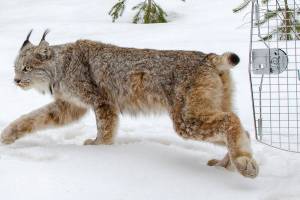 FILE - A Canada lynx is released in Schoolcraft County in Michigan's Upper Peninsula on April 12, 2019. U.S. wildlife officials have agreed to craft a new habitat protection plan for the rare, snow-loving Canada lynx that could include more land in Colorado and other western states. (John Pepin/Michigan Department of Natural Resources via AP, File)
