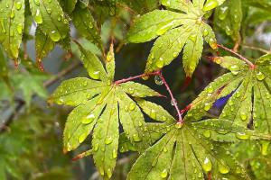 Green Japanese maple tree with rain drops on the leaves in the spring