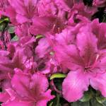 Rhododendron ‘Girard’s Fuchsia’