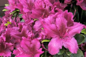 Rhododendron ‘Girard’s Fuchsia’