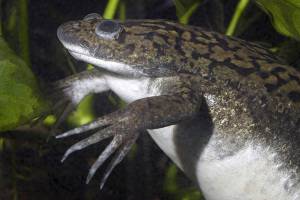 African clawed frog (Smithsonian National Zoo)