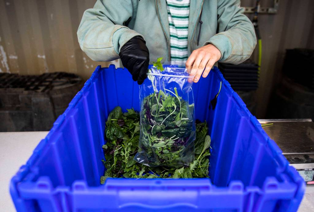 Jerilyn McLean fills a bag with mixed greens at Lowlands Farm on May 10 in Snohomish. (Olivia Vanni / The Herald)