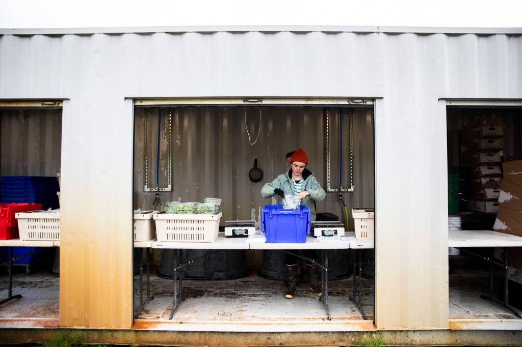 Jerilyn McLean fills a bag with mixed greens to be put in Community Supported Agriculture boxes at Lowlands Farm on May 10 in Snohomish. (Olivia Vanni / The Herald)