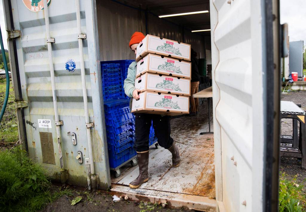 Jerilyn McLean carries Community Supported Agriculture boxes to a cooler at Lowlands Farm on May 10 in Snohomish. (Olivia Vanni / The Herald)
