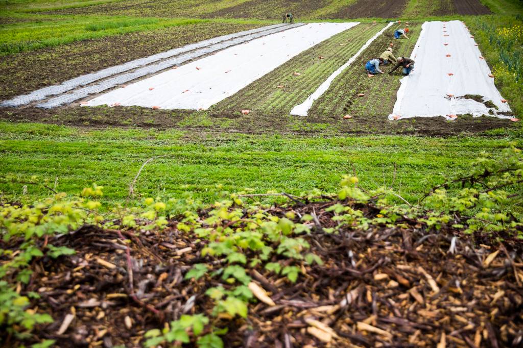 Workers weed the field at Lowlands Farm on May 10 in Snohomish. (Olivia Vanni / The Herald)
