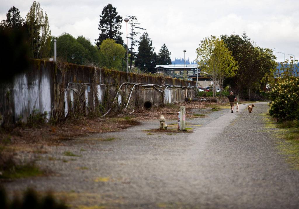 A person walks their dogs along an undeveloped portion of the Mukilteo waterfront. (Olivia Vanni / The Herald)