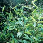 Shibataea kumasasa, also known as zig-zag bamboo. (Richie Steffen)